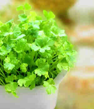 香菜虽可缓解胃部冷痛、消化不良等疾病 但易感冒的人应少吃