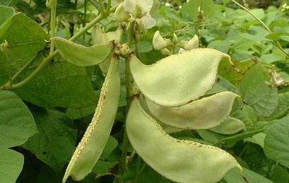 扁豆和蚕豆 夏天应该多吃的六种豆类