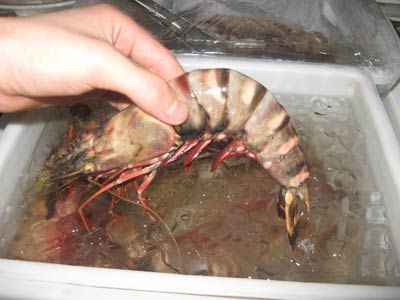 海鲜:您吃的是新鲜的吗?